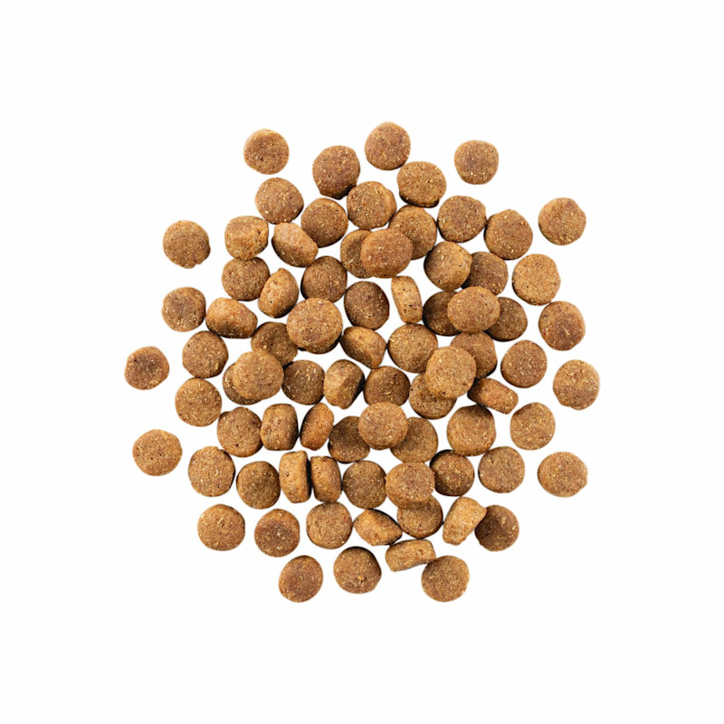 GO! SOLUTIONS SKIN + COAT CARE Duck Recipe with Grains for Dogs kibble