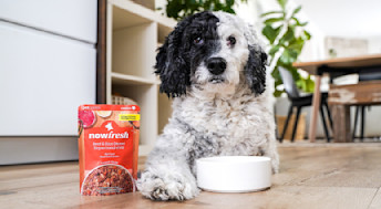 Dog laying beside pouch of Now Fresh Beef & Rice wet dog food