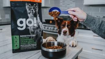 Dog with paws on table while pet parent pours GO! SOLUTIONS kibble into bowl