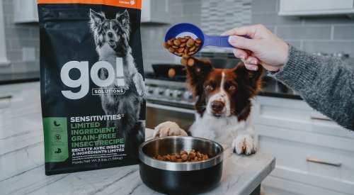 Dog with paws on table while pet parent pours GO! SOLUTIONS kibble into bowl