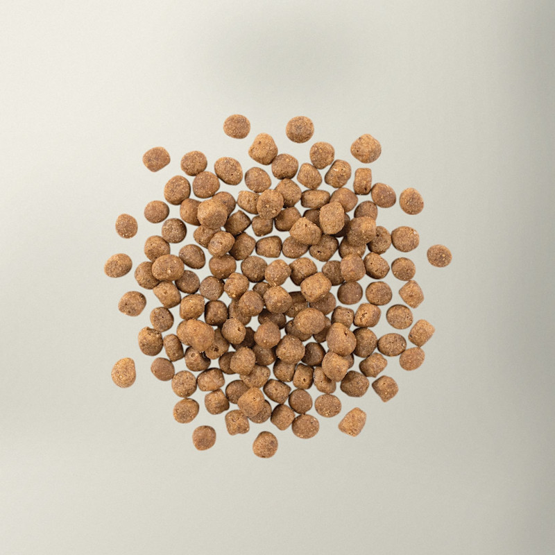 Now Fresh fish cat food kibble