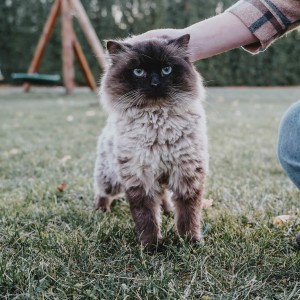 Blue eyed cat standing in grass