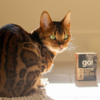 Roxy the cat with GO! SOLUTIONS CARNIVORE wet food Tetra Pak