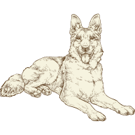 Senior German Shepherd illustration