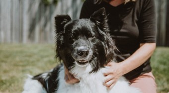 Border Collie being held by owner in the sun