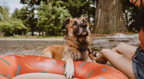 Dog sitting on beach with owner