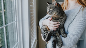Grey tabby cat in woman's arms looking out of window