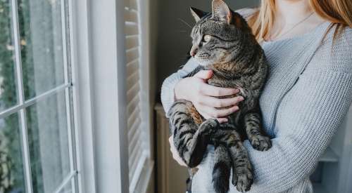 Grey tabby cat in woman's arms looking out of window