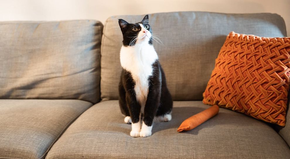 Cat sitting on couch with orange toys.