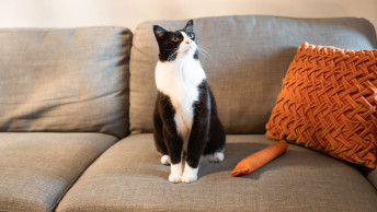 Cat sitting on couch with orange toys.