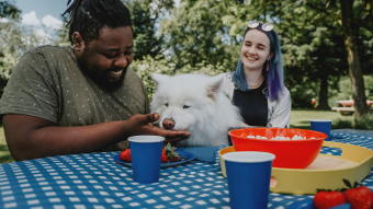 Samoyed dog eating from owner's hands at picnic table