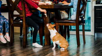 Child feeding French Bulldog meat from the dinner table