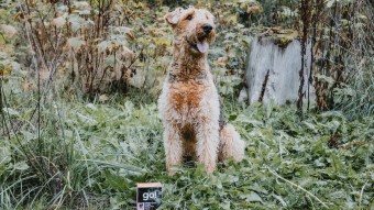 Airedale Terrier dog outside in green area with wet food Tetra Pak