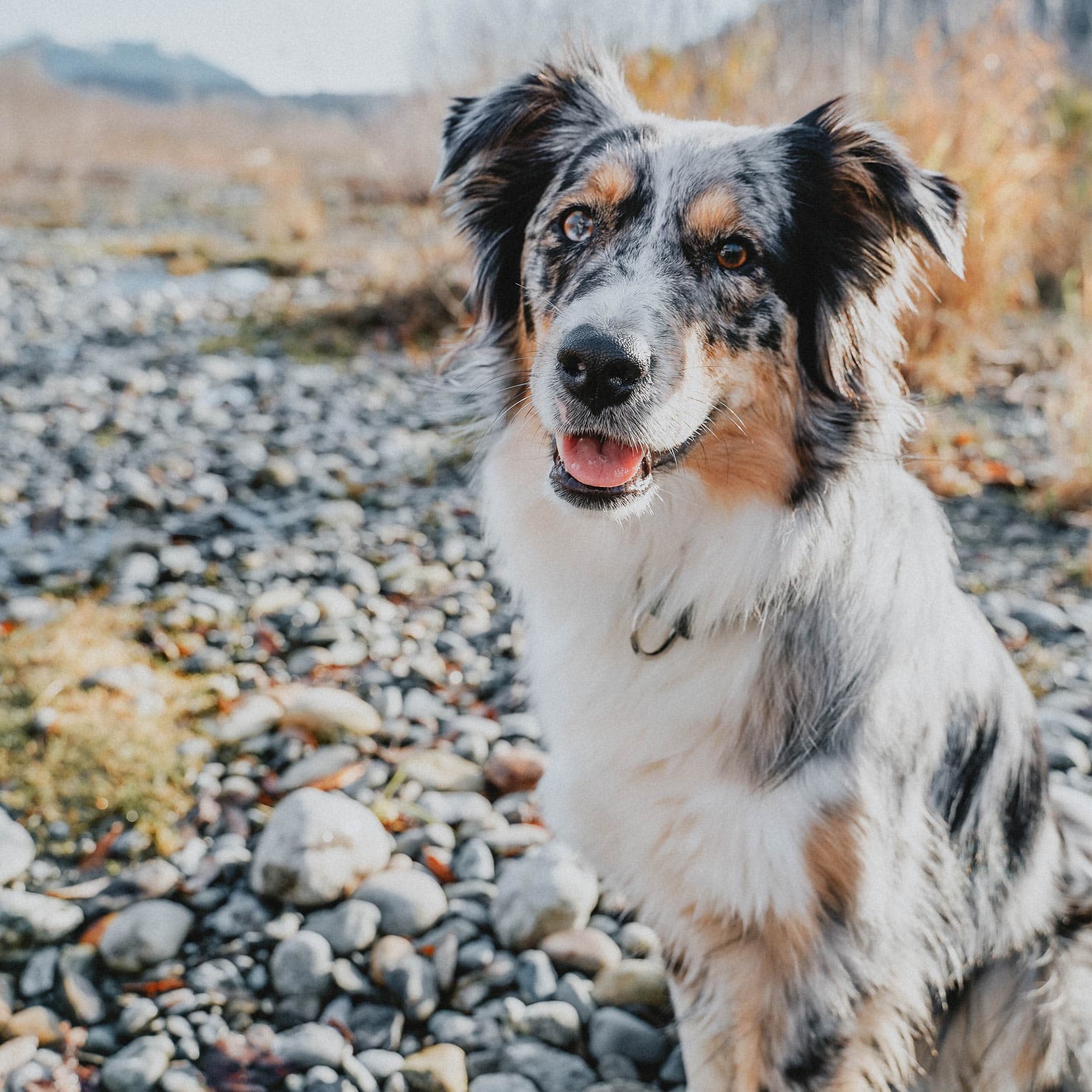 Carnivore Chicken, Turkey + Duck Grain-Free Adult Dog Food | Go