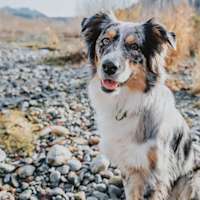 Border Collie sitting on rocky beach