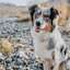 Border Collie sitting on rocky beach