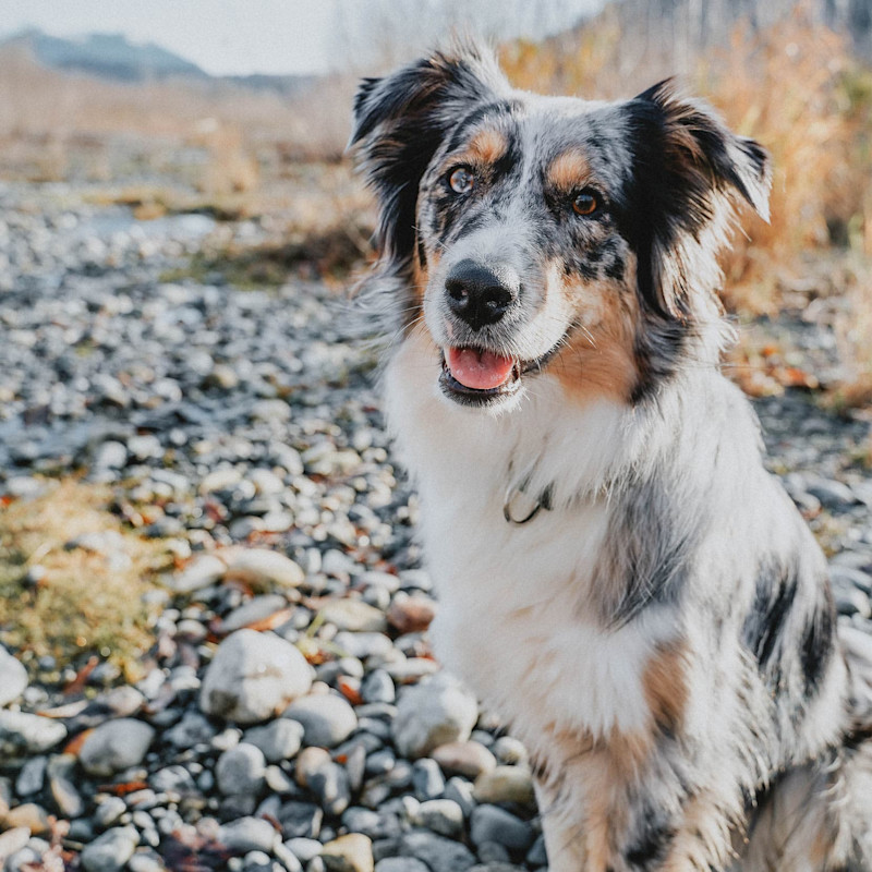 Border Collie sitting on rocky beach