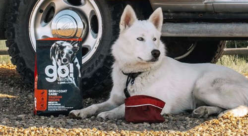 White Siberian Huskey sitting in front of car beside GO! SOLUTIONS kibble bag