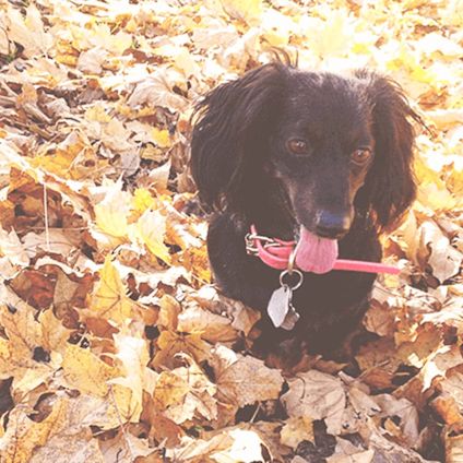Khloe the Miniature Dachshund in autumn leaves
