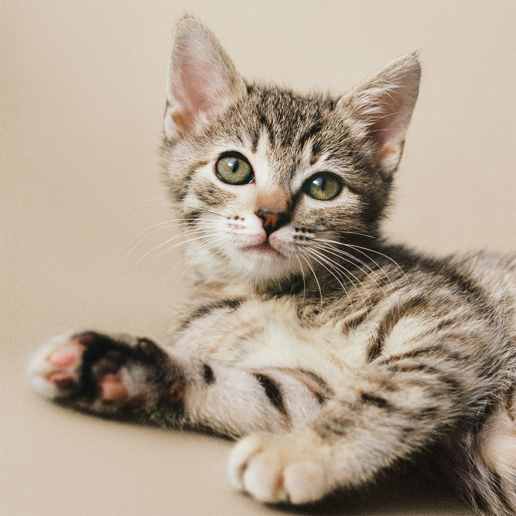 Tabby kitten with green eyes