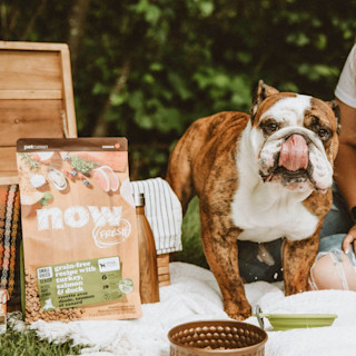 English Bulldog at a picnic with bag of Now Fresh kibble