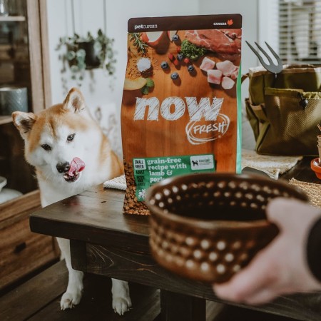 Shiba Inu licking its lips sitting at table with bag of NOW FRESH kibble