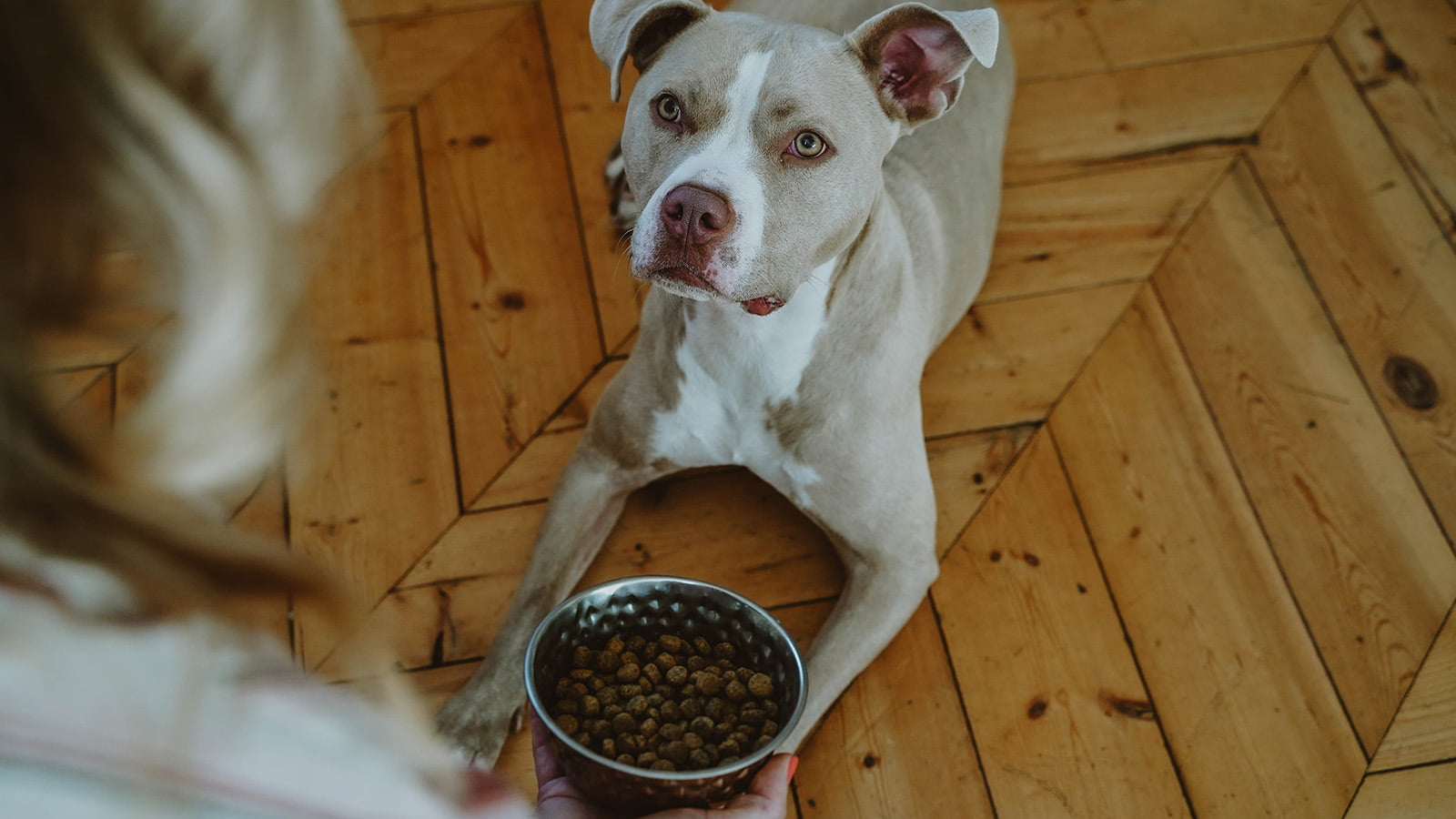 Dog food for shop yeast prone dogs