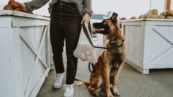 Dog and owner at farmers market