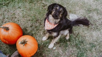 Cute dog in orange bandana with pumpkin