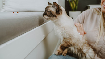 Senior cat looking out window