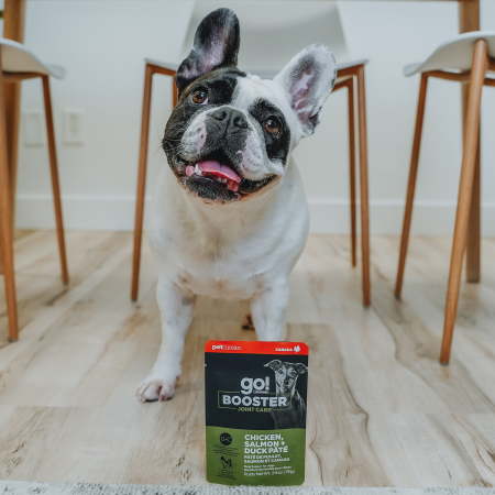 French Bulldog with Go! Booster Joint Care Chicken, Salmon + Duck pouch