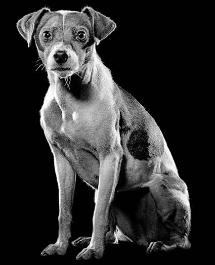 Jack Russell dog sitting in black and white