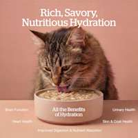 All the benefits of hydration: brain function, heart health, improved digestion and nutrient absorption, skin and coat health, urinary health