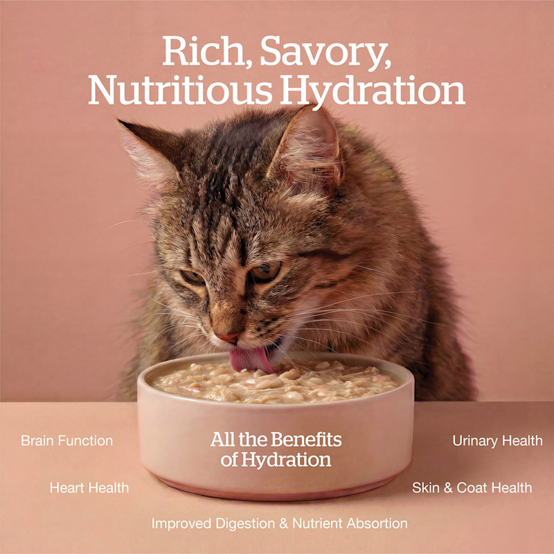 All the benefits of hydration: brain function, heart health, improved digestion and nutrient absorption, skin and coat health, urinary health