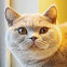 British Shorthair cat