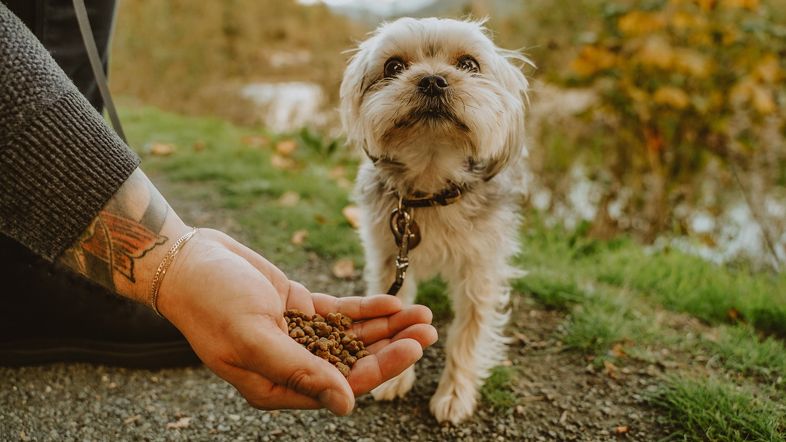 At What Age is a Dog Considered a Senior? Now Fresh