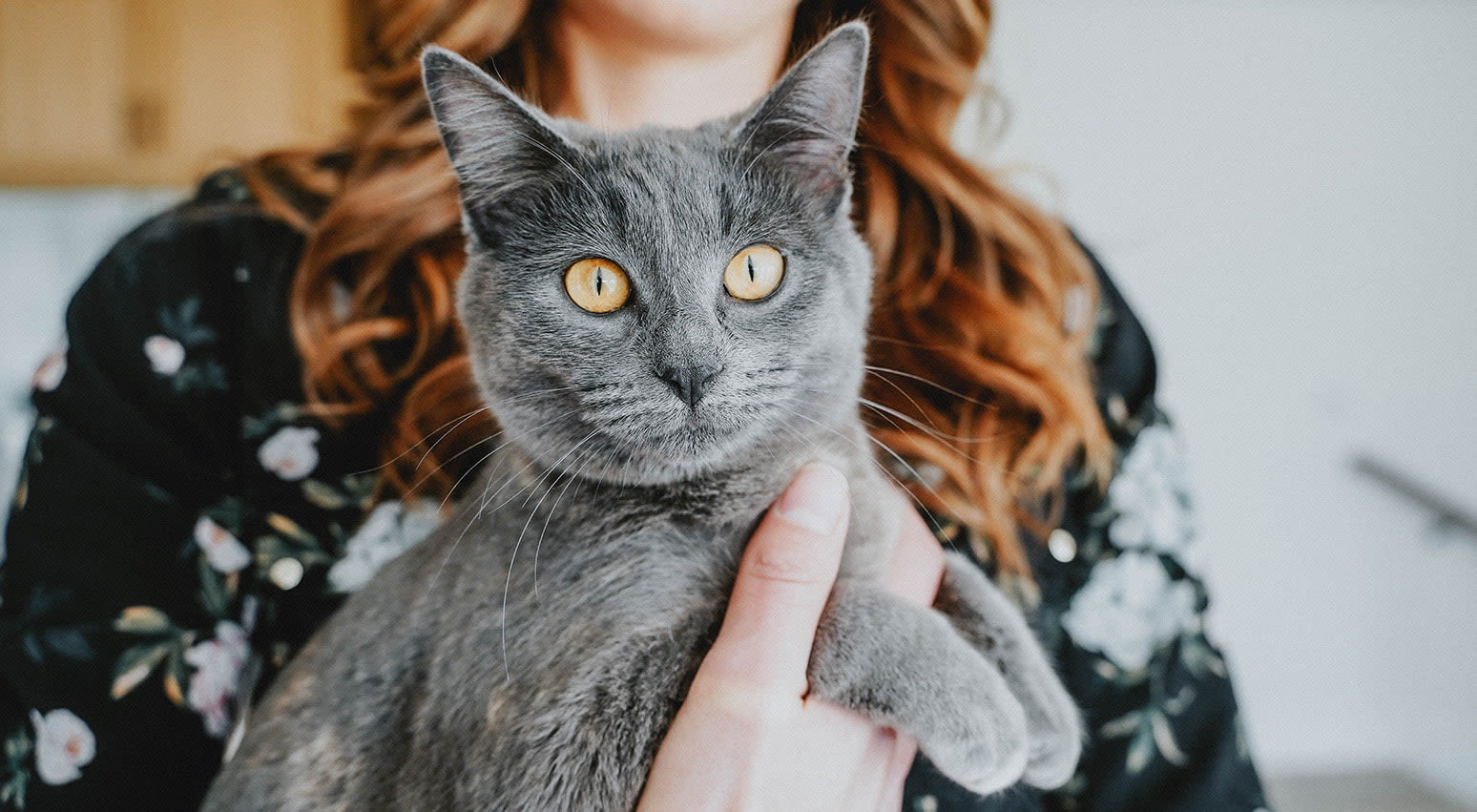 Our Top First Time Kitten Owner Tips | Go! Solutions