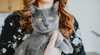 Grey kitten being held looking at camera