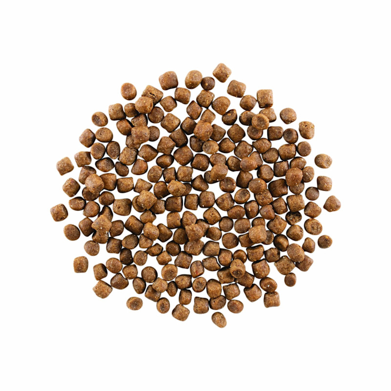 GO! SOLUTIONS SKIN + COAT CARE Chicken Recipe with Grains for Cats kibble