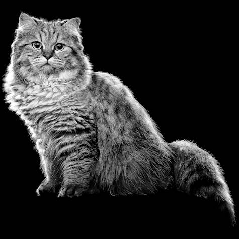 Fluffy cat looking at camera