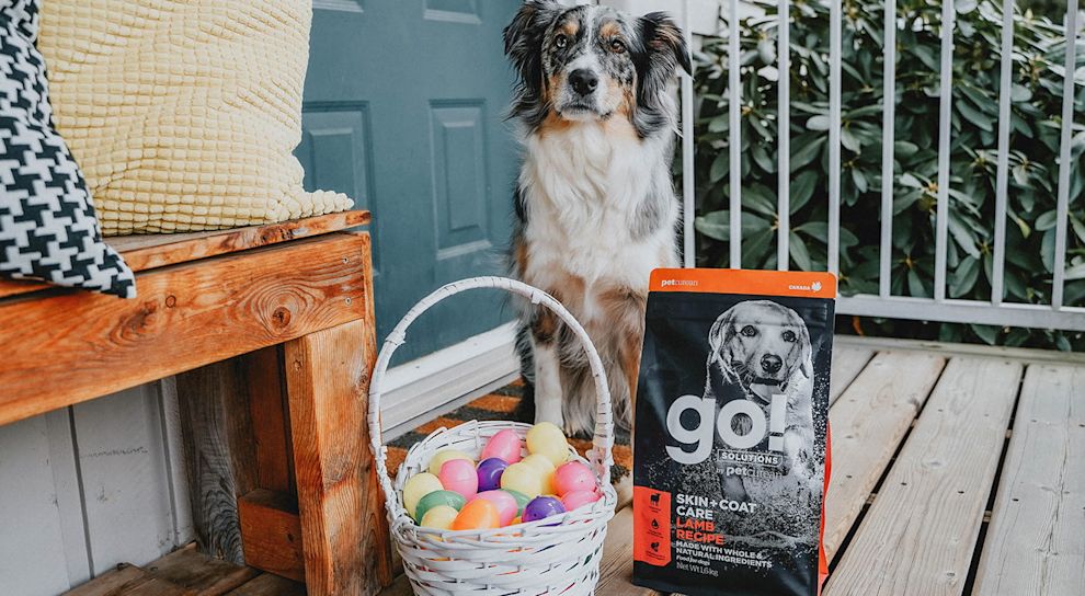 Dog with bag of Go! Solutions and Easter egg basket