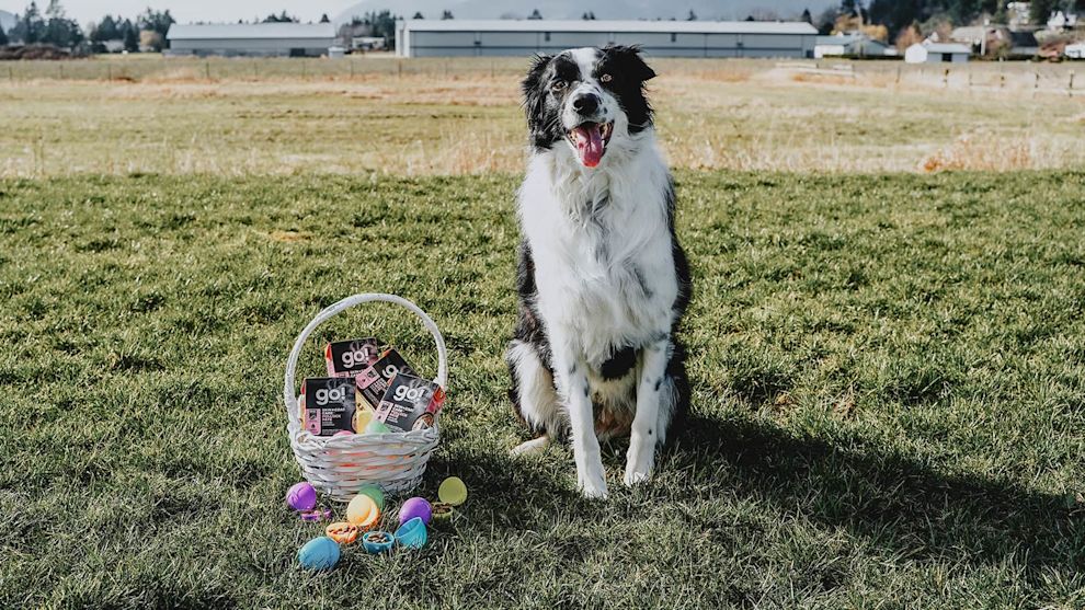 Border Collie dog in field with Easter eggs and basket of Go! Solutions wet food