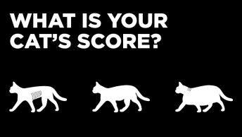 What is your cat's score?