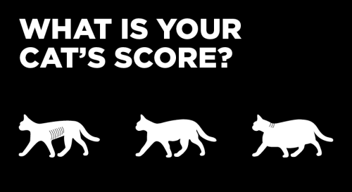 What is your cat's score?