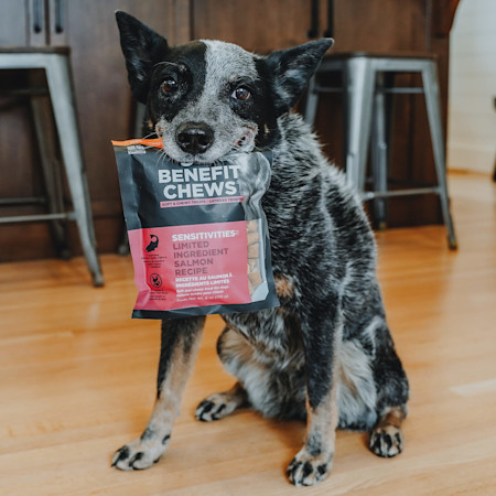 Dog holding pouch of Go! Solutions Benefit Chews Sensitivities treats