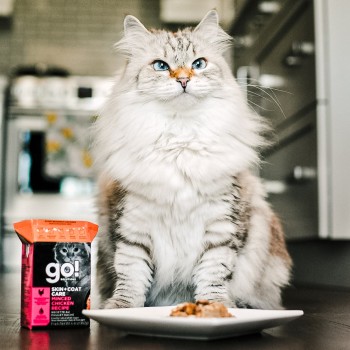 Mirabeau the Siberian cat with GO! SOLUTIONS wet food