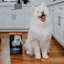 Samoyed dog sitting in kitchen beside bag of GO! SOLUTIONS dry food