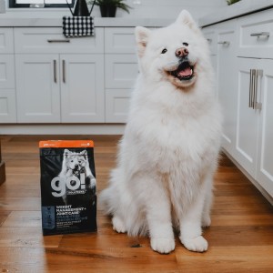 Samoyed dog sitting in kitchen beside bag of GO! SOLUTIONS dry food