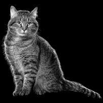 Tabby cat in black and white