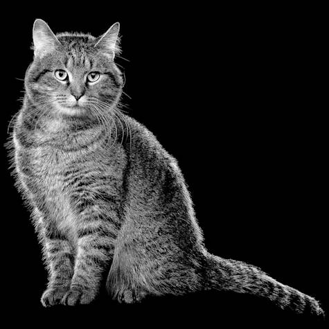 Tabby cat in black and white